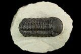 Bargain, Austerops Trilobite - Visible Eye Facets #119967-1
